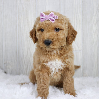 Annette - Available 1/22