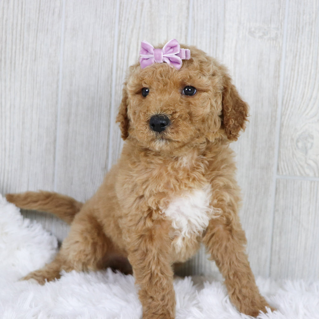 Annette - Available 1/22