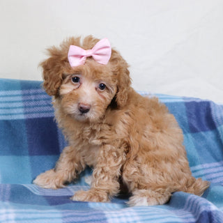 Aran - Available 1/15