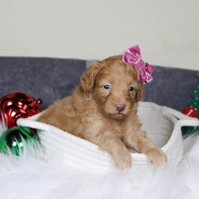 Aran - Available 1/14