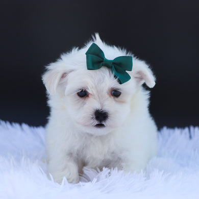 Ariel - Available 6/26