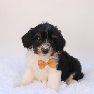Arkin - Available 9/24