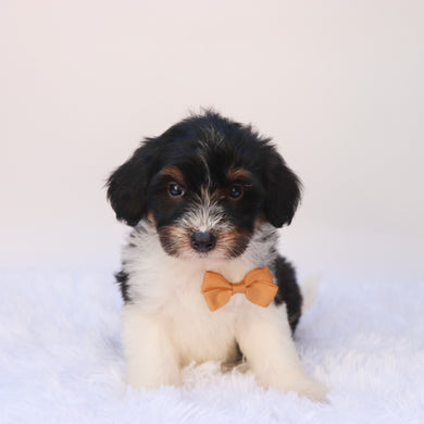 Arkin - Available 9/24