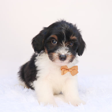 Arkin - Available 9/24