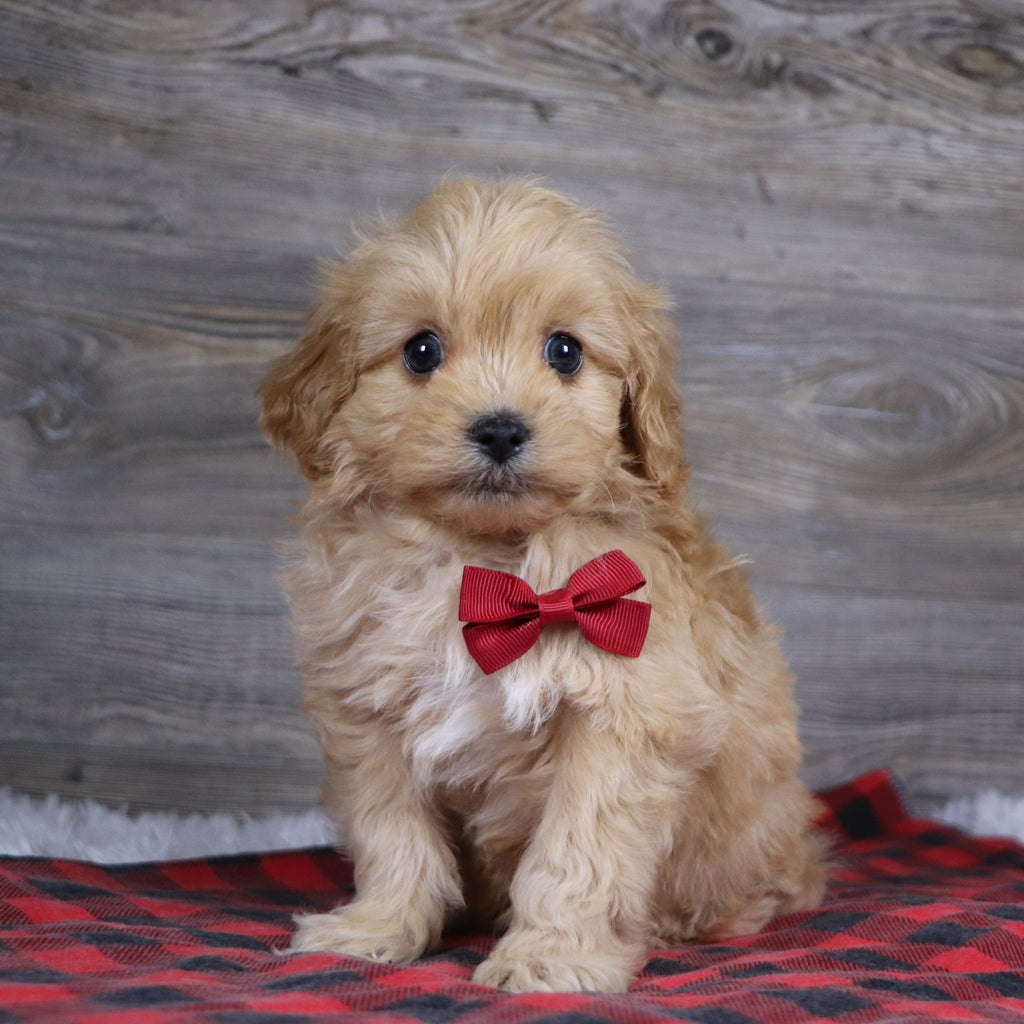 Arthur - Available 12/23