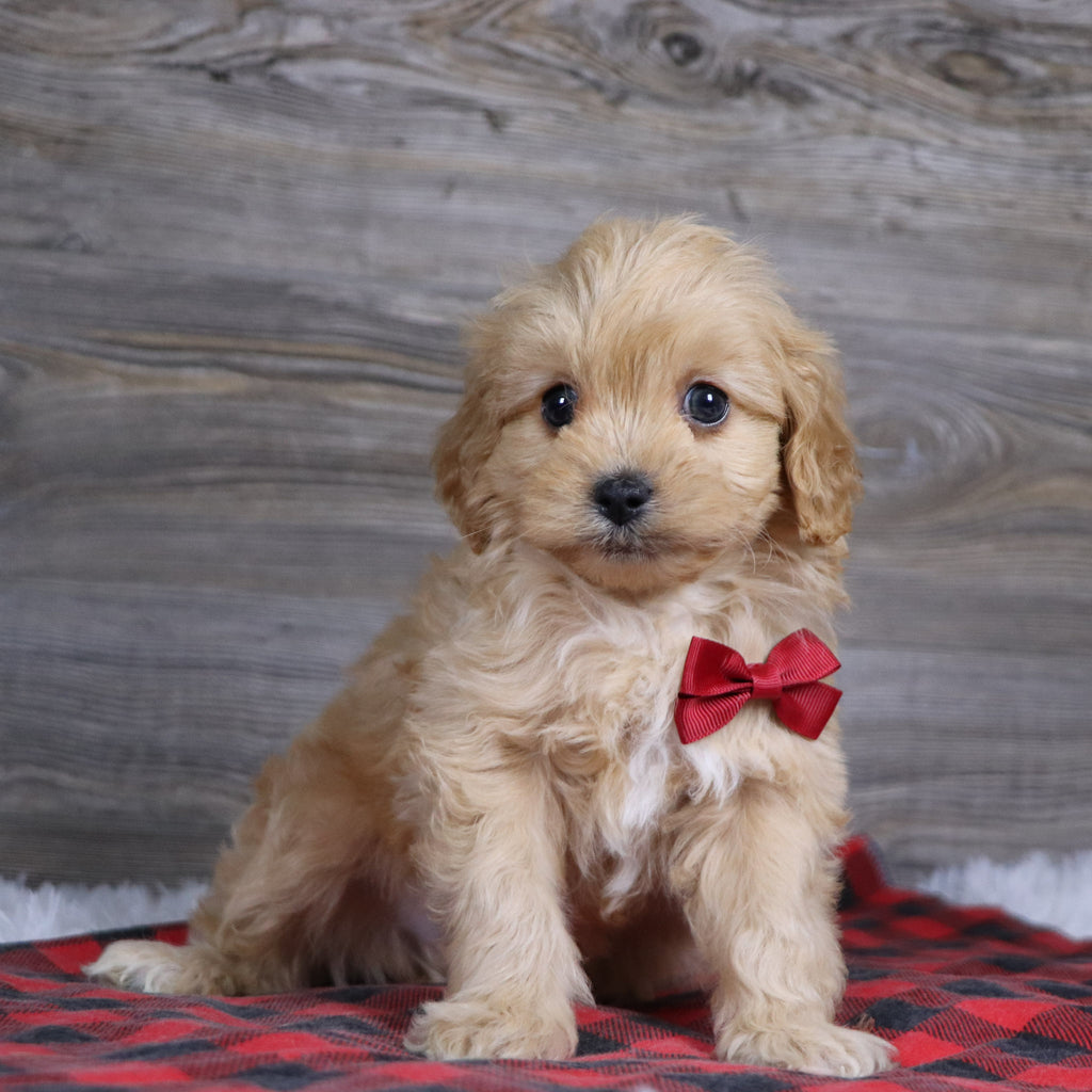 Arthur - Available 12/23