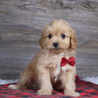 Arthur - Available 12/23