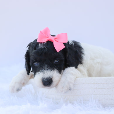 Arwen - Available 9/3