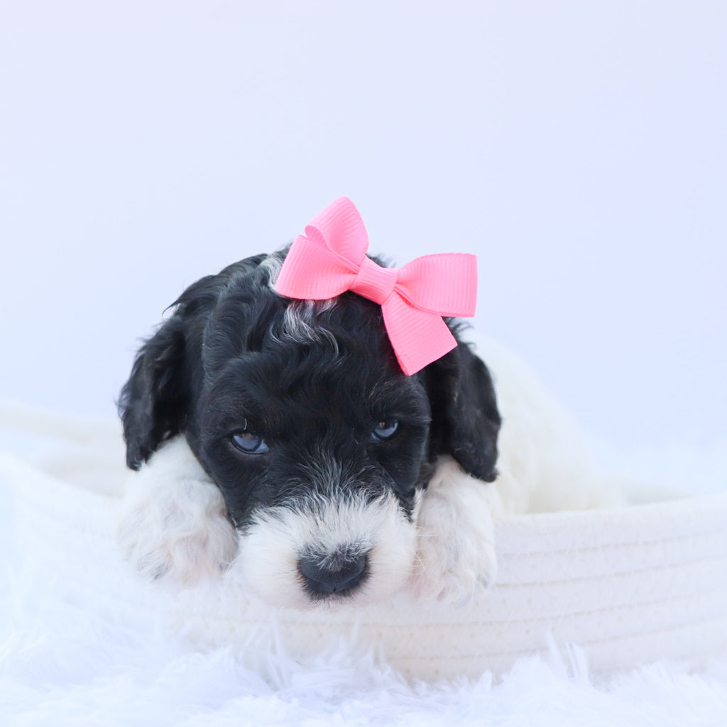 Arwen - Available 9/3