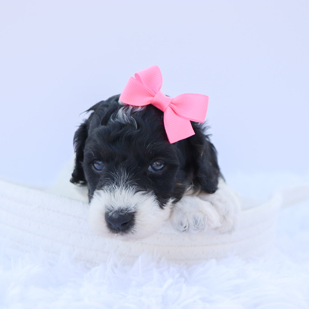 Arwen - Available 9/3