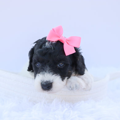 Arwen - Available 9/3
