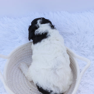 Arwen - Available 9/3