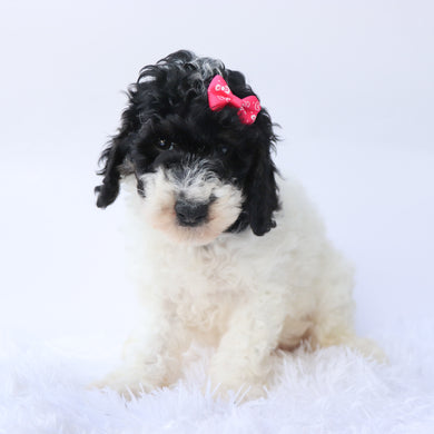 Arwen - Available 9/17