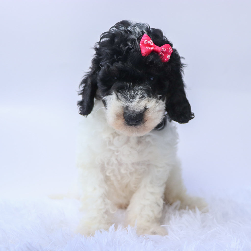 Arwen - Available 9/17