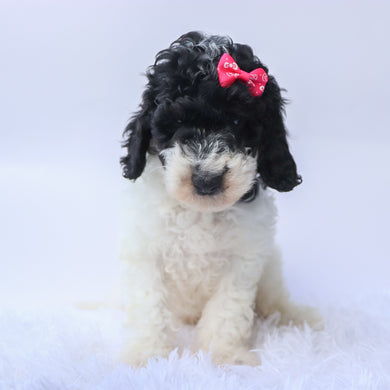 Arwen - Available 9/17