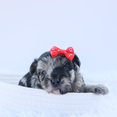 Arya - Available 9/3