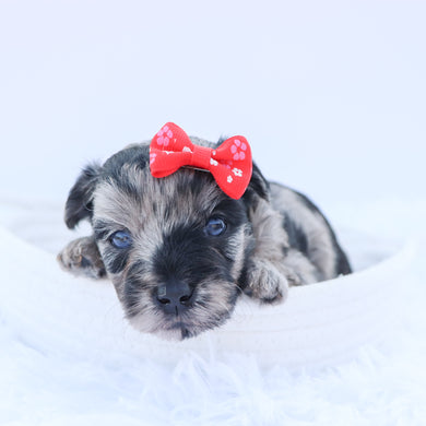 Arya - Available 9/3