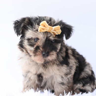 Arya - Available 9/17