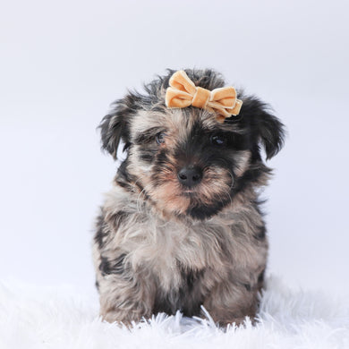 Arya - Available 9/17