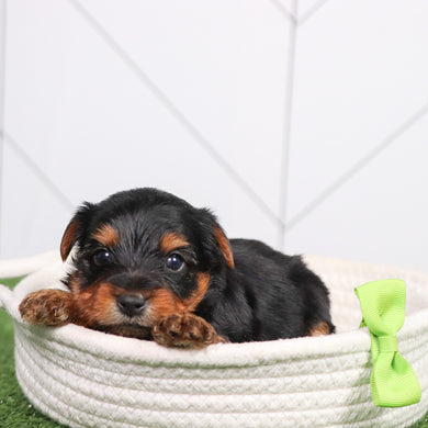 Aspen - Available 7/2