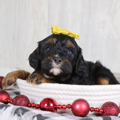 Athena - Available 1/8