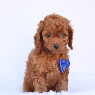 Aubin - Available 9/24