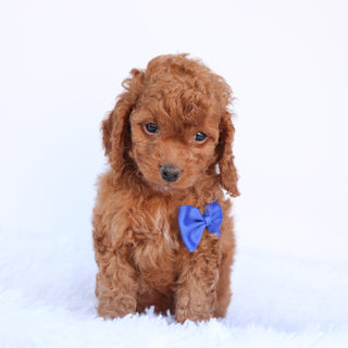 Aubin - Available 9/24