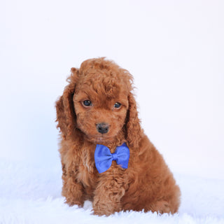 Aubin - Available 9/24