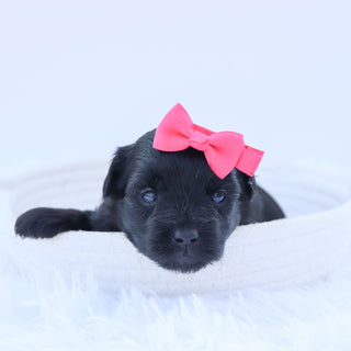 Audrey - Available 9/24