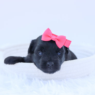 Audrey - Available 9/3