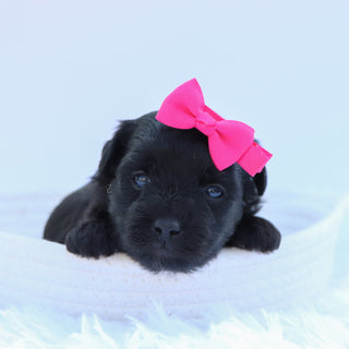 Audrey - Available 9/24