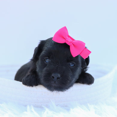 Audrey - Available 9/3