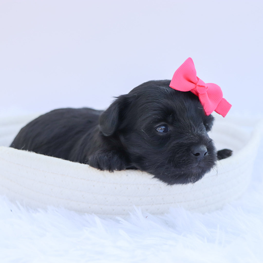 Audrey - Available 9/24