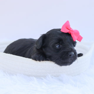 Audrey - Available 9/24