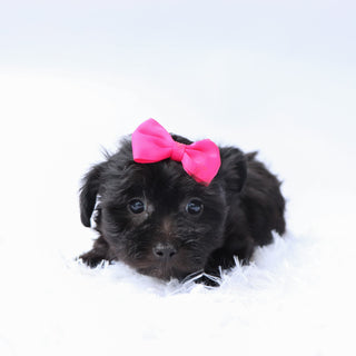 Audrey - Available 9/24