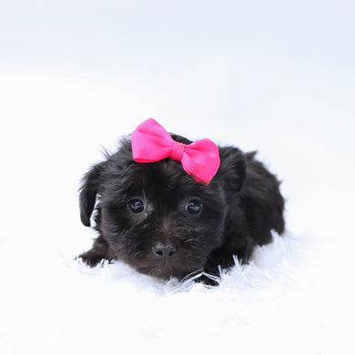 Audrey - Available 9/17