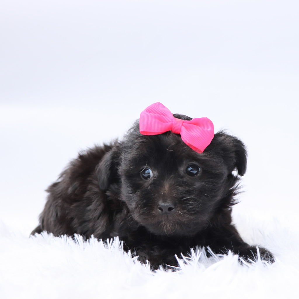 Audrey - Available 9/24