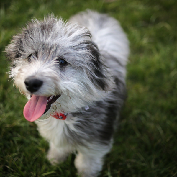 Aussiedoodle