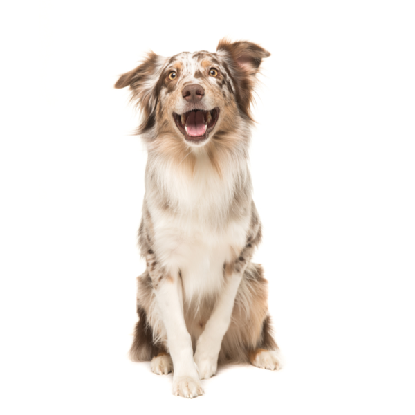 Australian_Shepherd