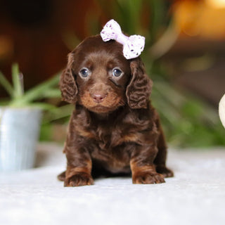 Autumn - Available 12/10