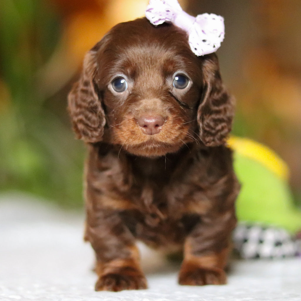 Autumn - Available 12/10