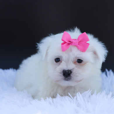 Avery - Available 6/26