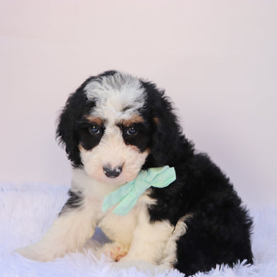 Axton - Available 9/24