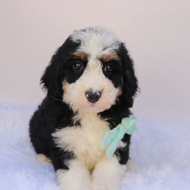 Axton - Available 9/24