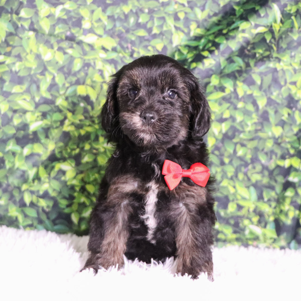 Badar - Available 12/10