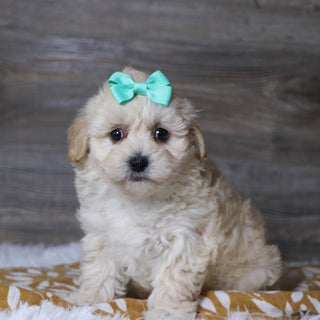 Bailey - Available 12/3