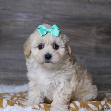 Bailey - Available 12/3