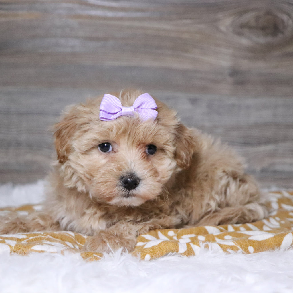 Baina - Available 12/3