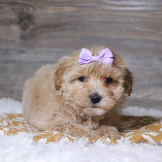 Baina - Available 12/3