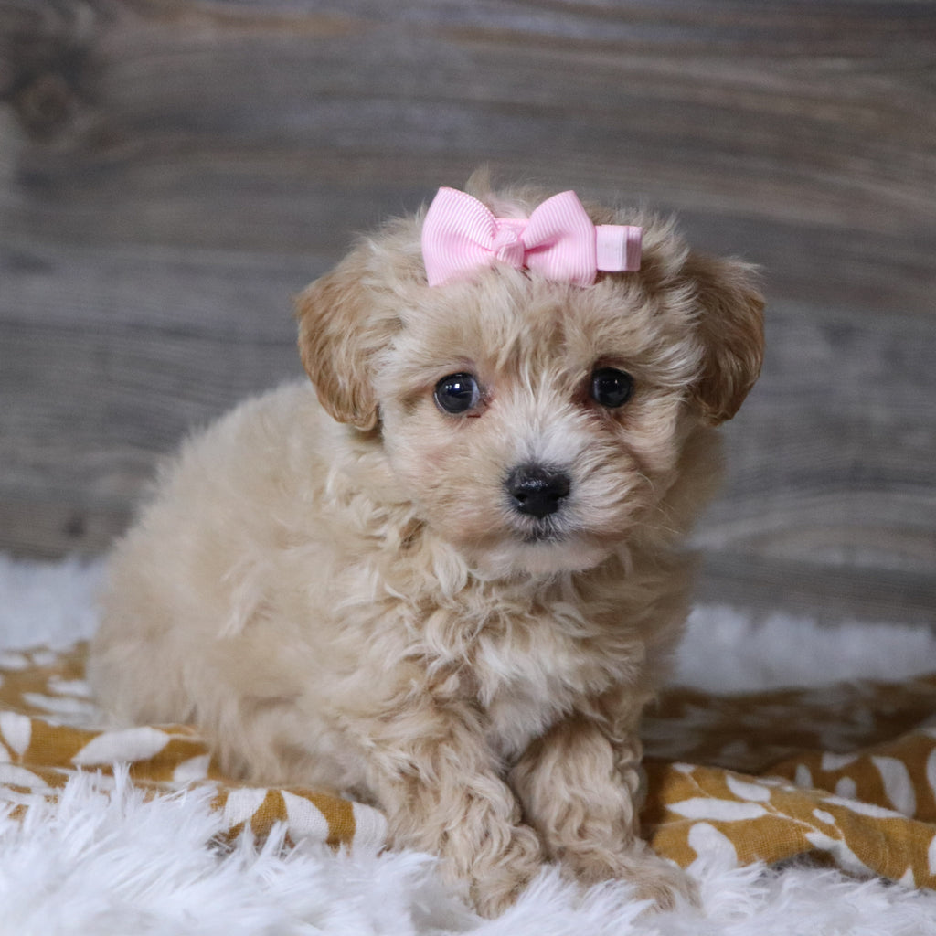 Baka - Available 12/3